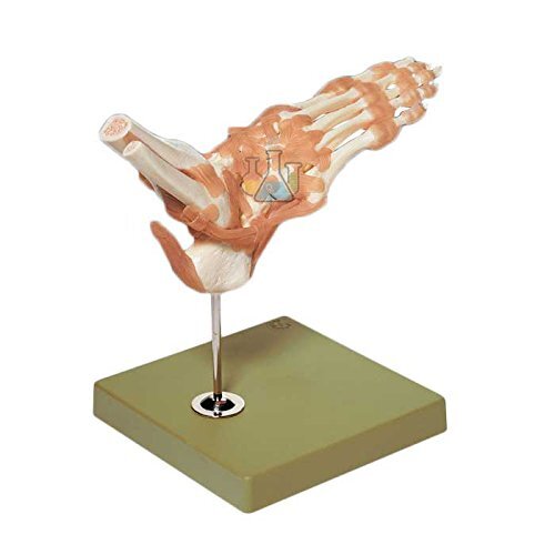Functional Model Of The Ankle Joints Model